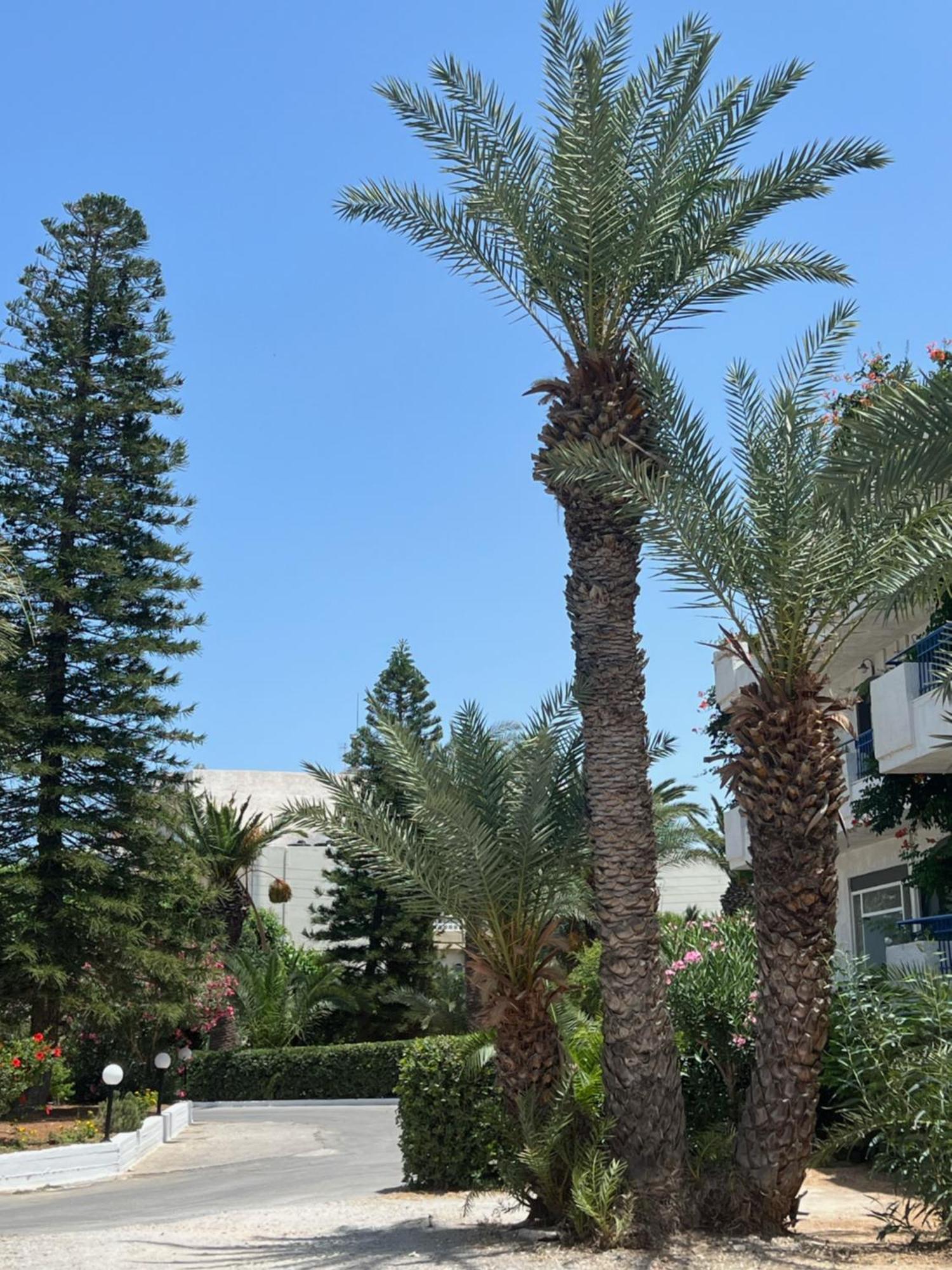 Gorgona Hotel Amoudara Lasithiou 외부 사진